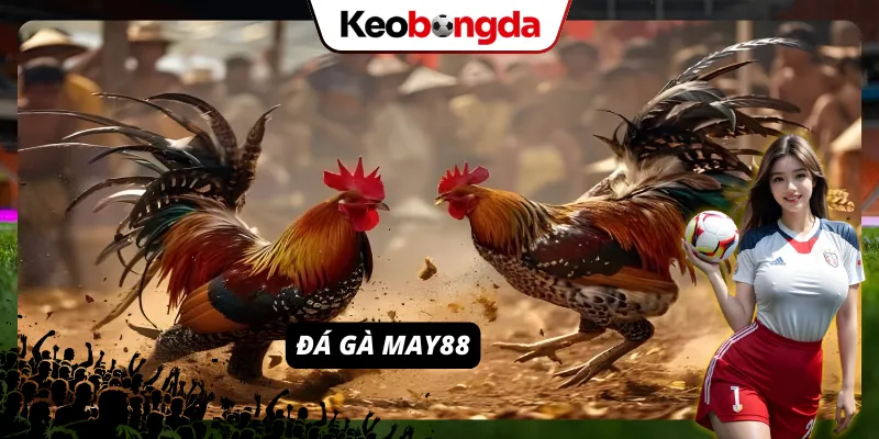 Sảnh đá gà vạn người mê