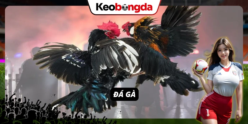 Đá gà SIN88 ăn khách trên nền tảng cá cược trực tuyến 