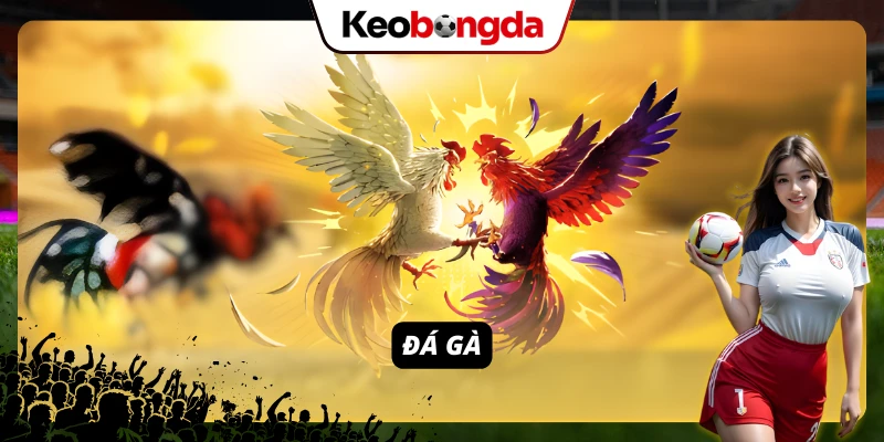Đá gà là một trong các game được mọi anh em tin chọn nhất